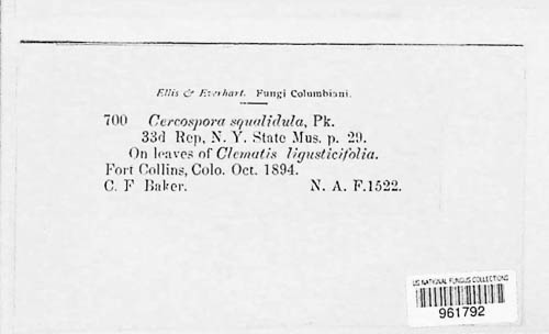 Passalora squalidula image